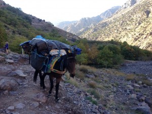 Our baggage transport!